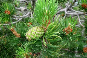 Pinus sylvestris (1) (1200 x 801).jpg_product_product_product